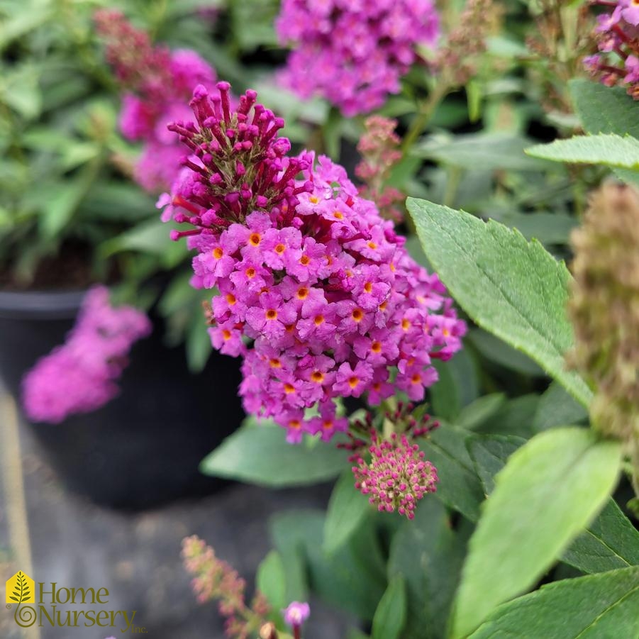 Buddleia Chrysalis™ Pink