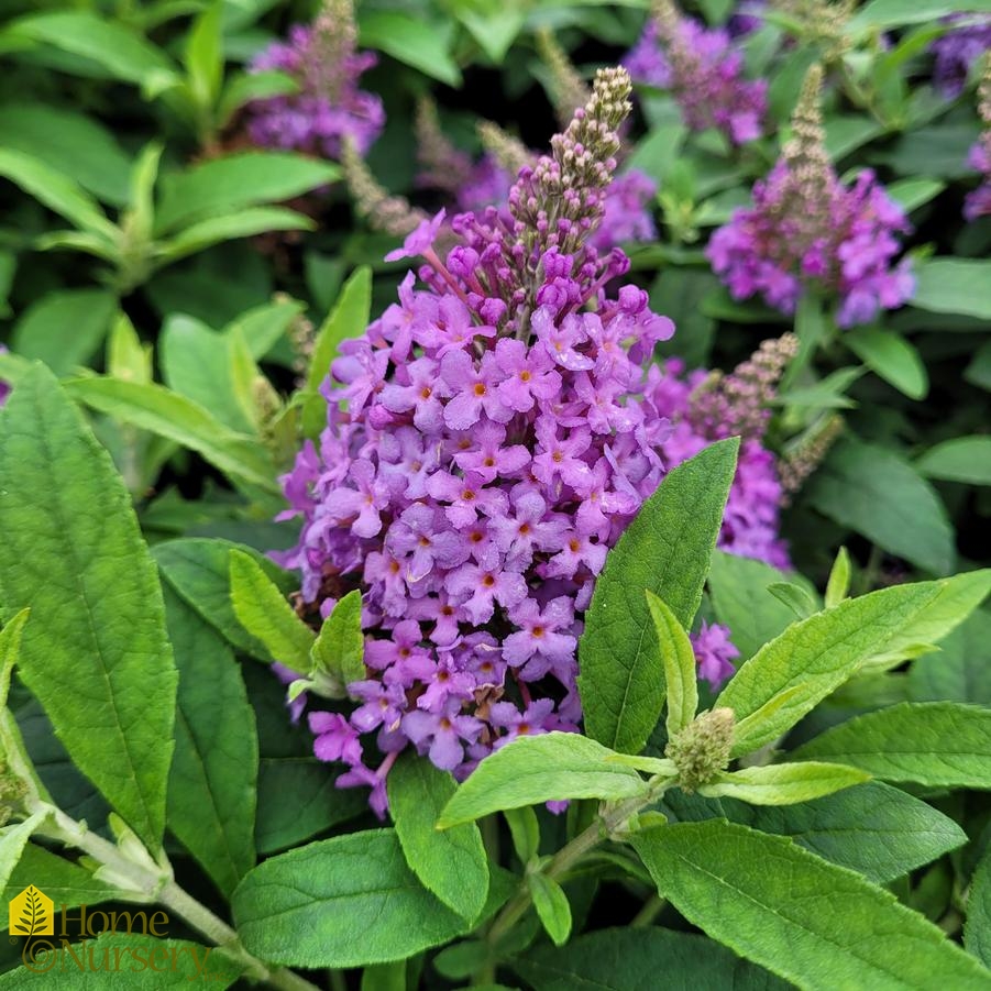 Buddleia Chrysalis Steel Blue