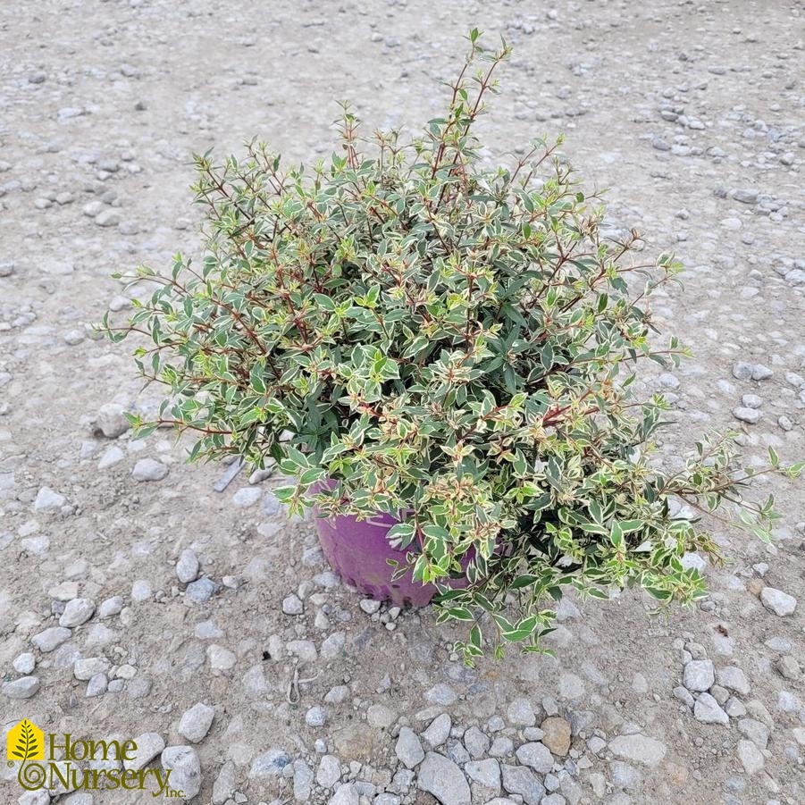 Abelia x grandiflora Vanilla Brandy™