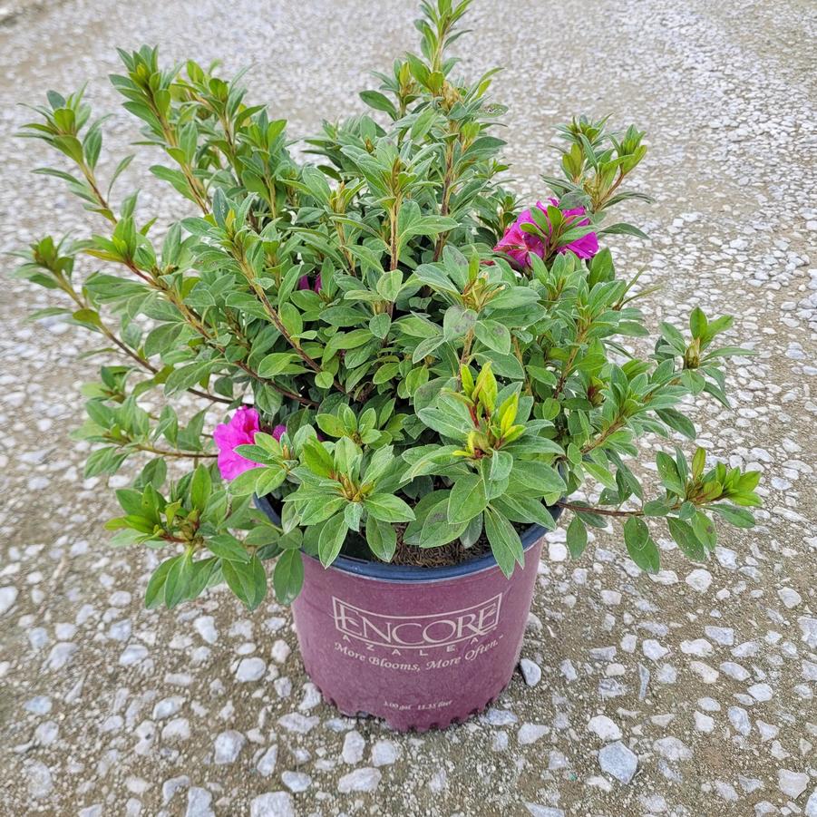 Rhododendron Encore® Autumn Majesty®