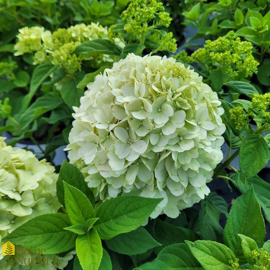Hydrangea paniculata Powerball™