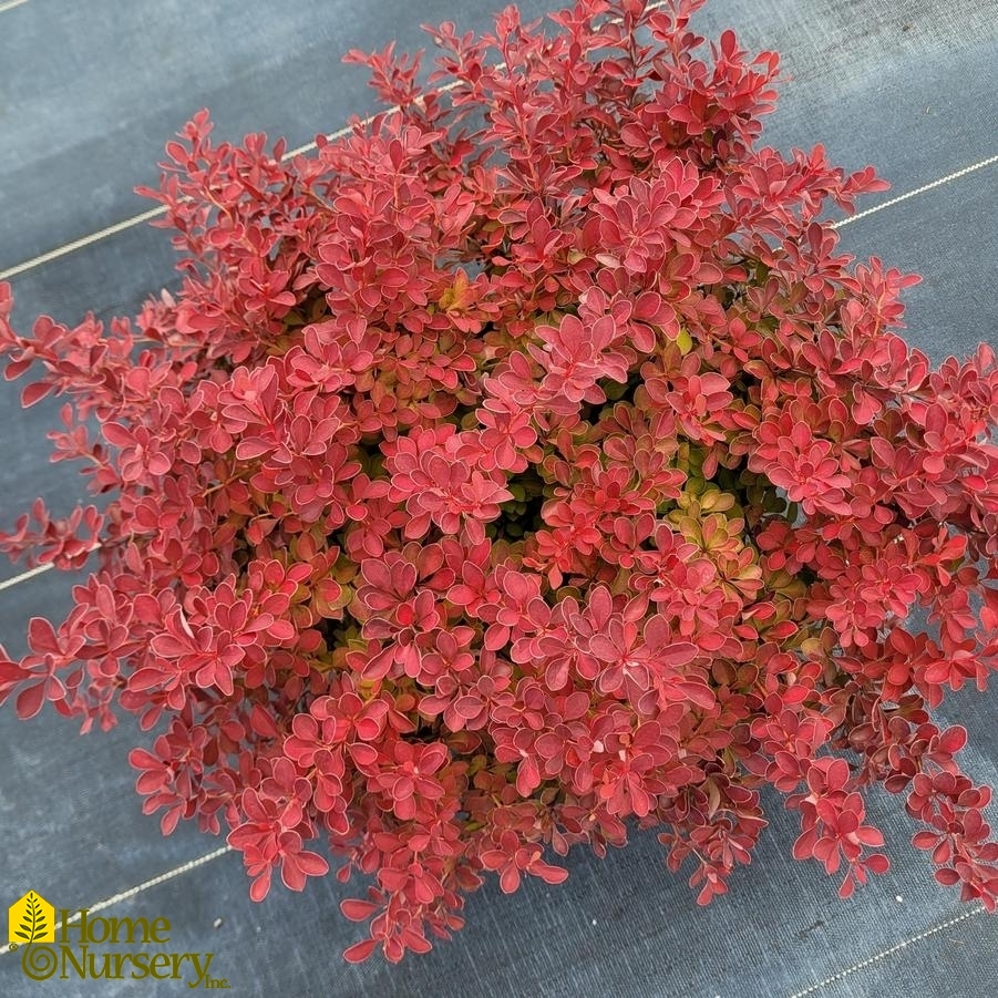 Berberis thunbergii Sunjoy Neo®