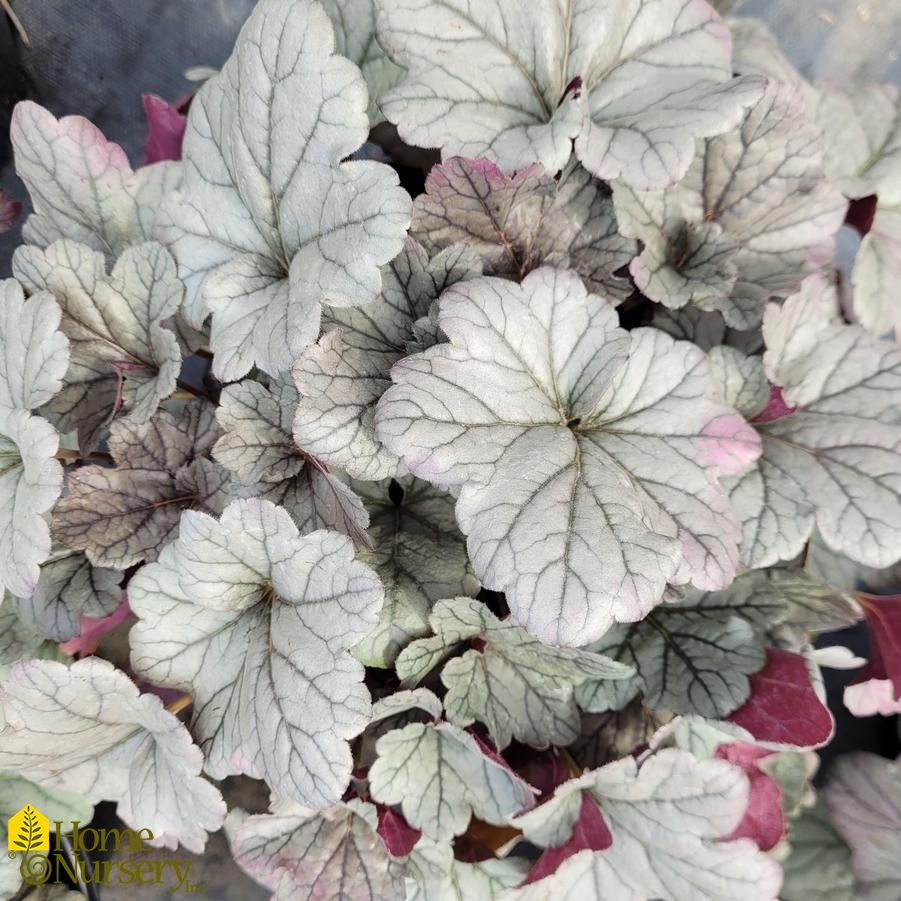 Heuchera 'Smoke and Mirrors'