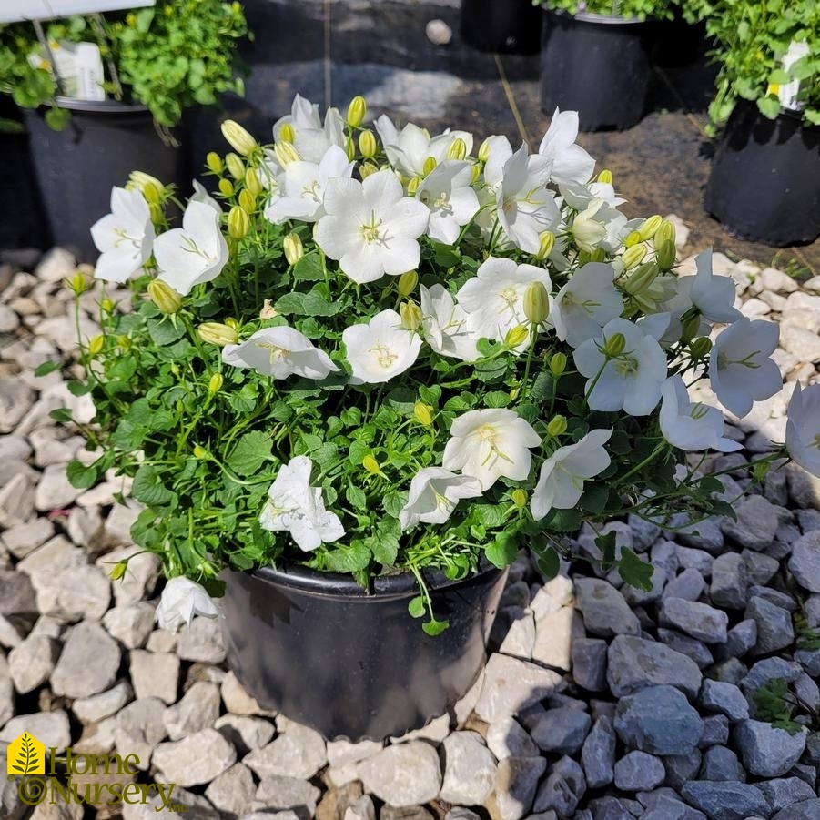 Campanula carpatica 'Rapido White'