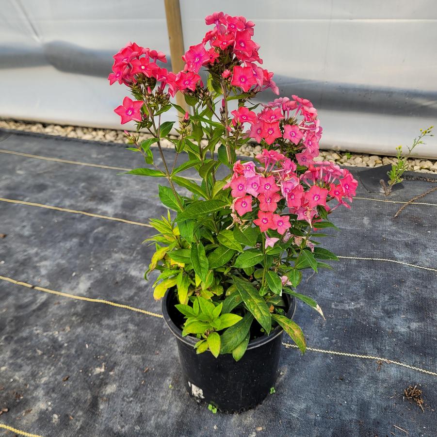 Phlox paniculata Garden Girls® Glamour Girl