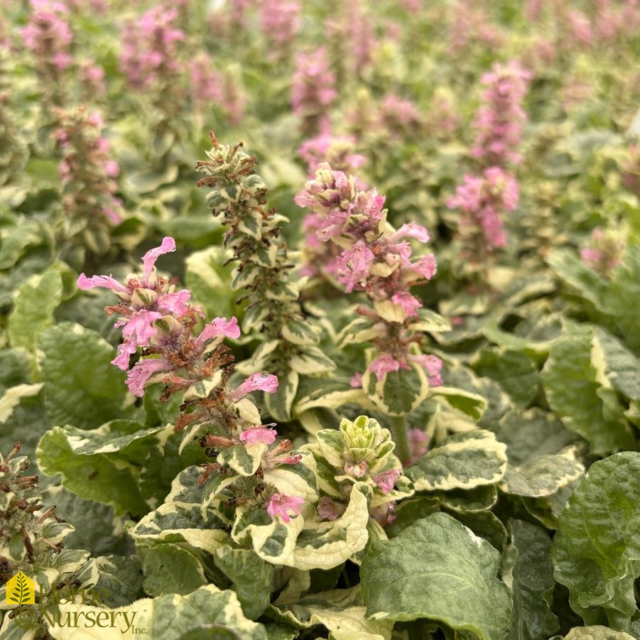 Ajuga reptans 'Pink Lightning'