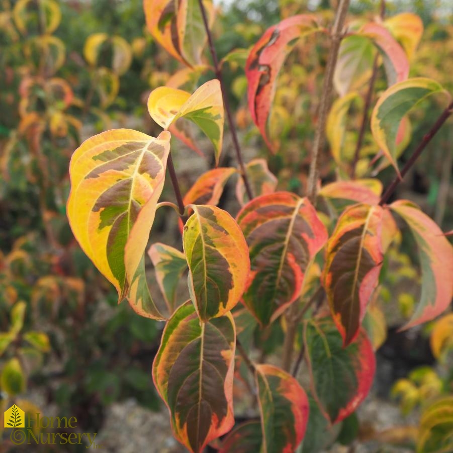 Cornus x kousa 'Celestial Shadow'