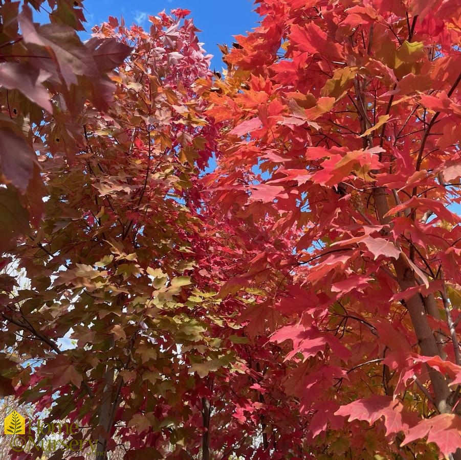 Acer saccharum Fall Fiesta®