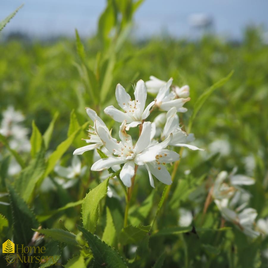 Deutzia x Yuki Snowflake®