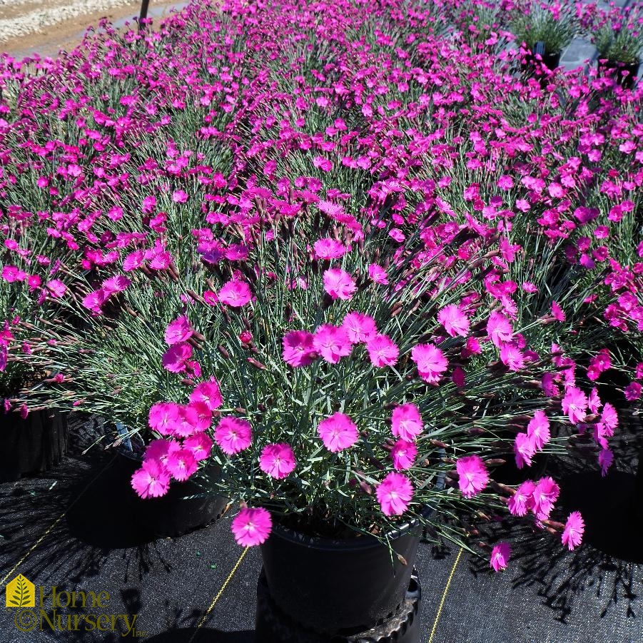 Dianthus Firewitch Dianthus Border Plants Planting Flowers | My XXX Hot ...