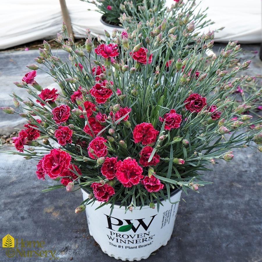 Dianthus x Fruit Punch® 'Black Cherry Frost'