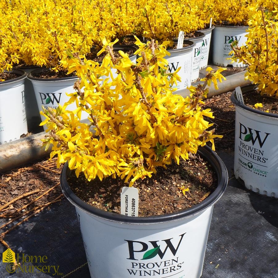 Forsythia x Show Off® Sugar Baby®