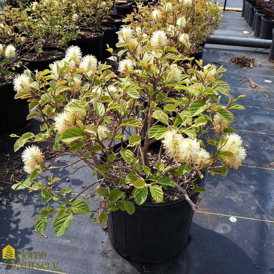 Fothergilla gardenii 