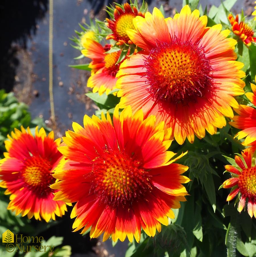 Gaillardia x grandiflora 'Mesa Bright Bicolor'