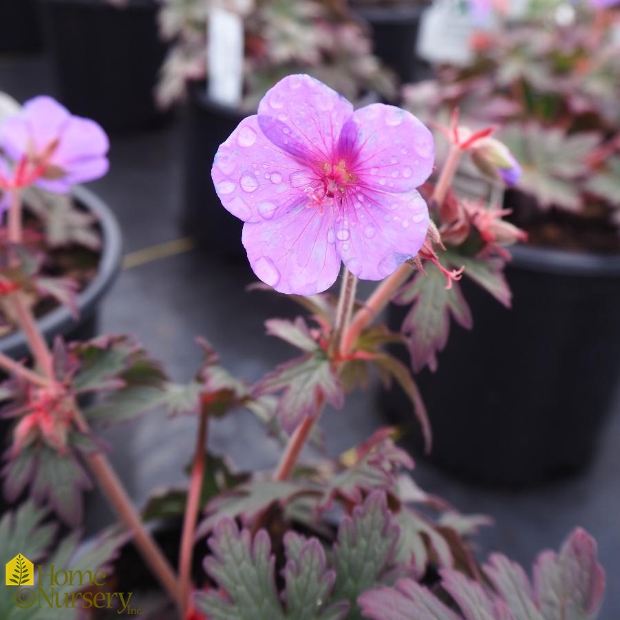 Geranium x pratense 'Boom Chocolatta'