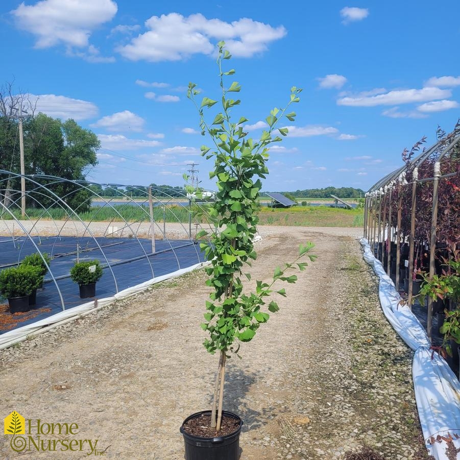 Sky Tower Ginkgo Maidenhair Tree (Male) - 2 Gallon Pot