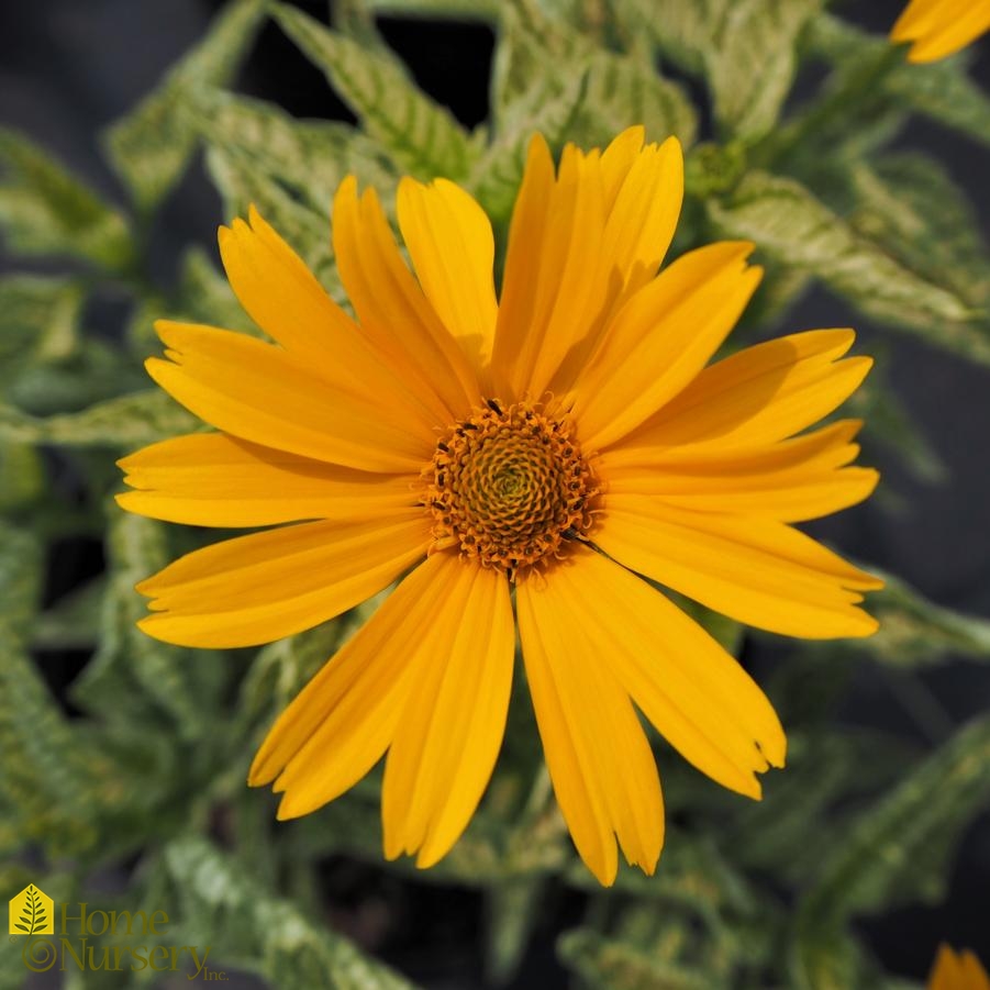 Heliopsis helianthoides 'Sunstruck'