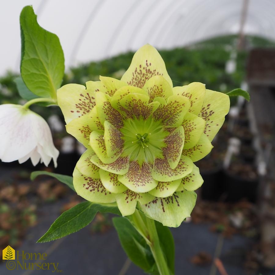 Helleborus x Wedding Party® Confetti Cake