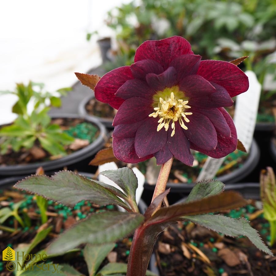 Helleborus x Wedding Party® Dark and Handsome