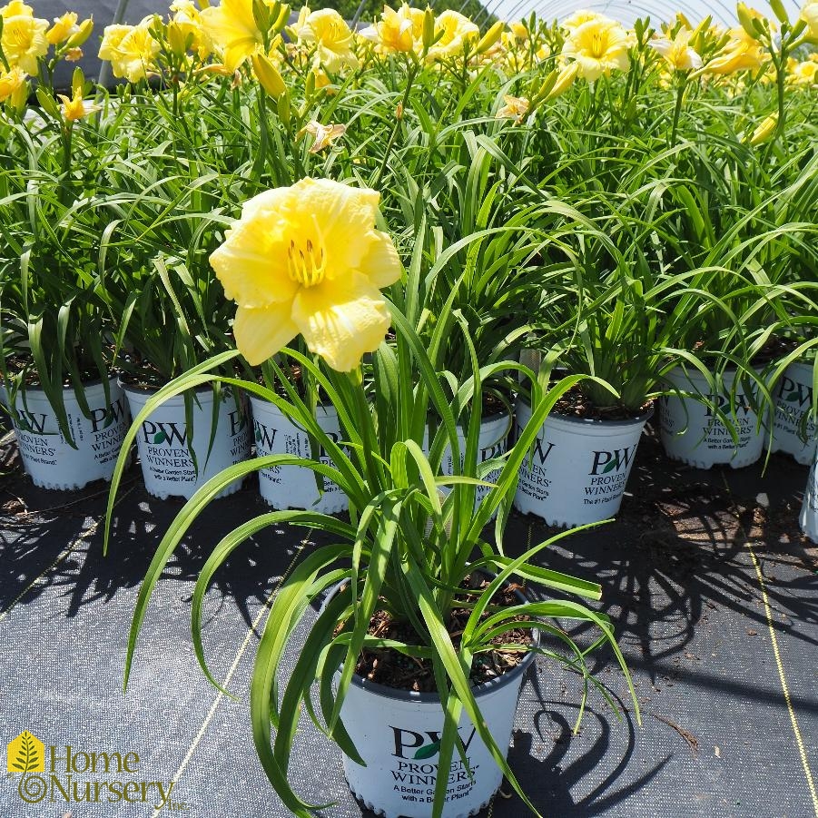 Hemerocallis Rainbow Rhythm® Going Bananas