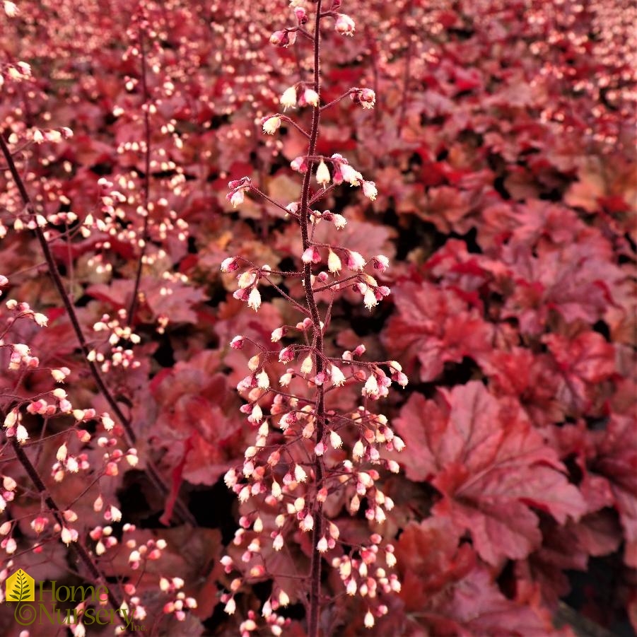 Heuchera x Primo® 'Mahogany Monster'