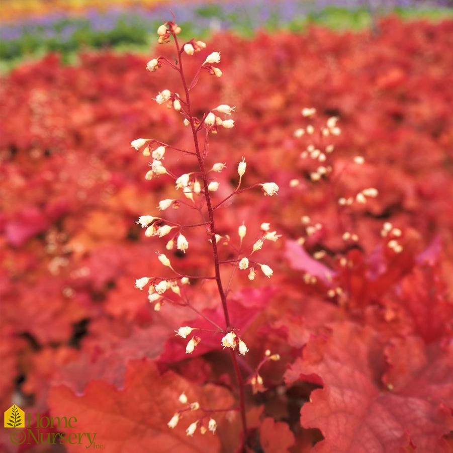 Heuchera x Primo® 'Peachberry Ice'