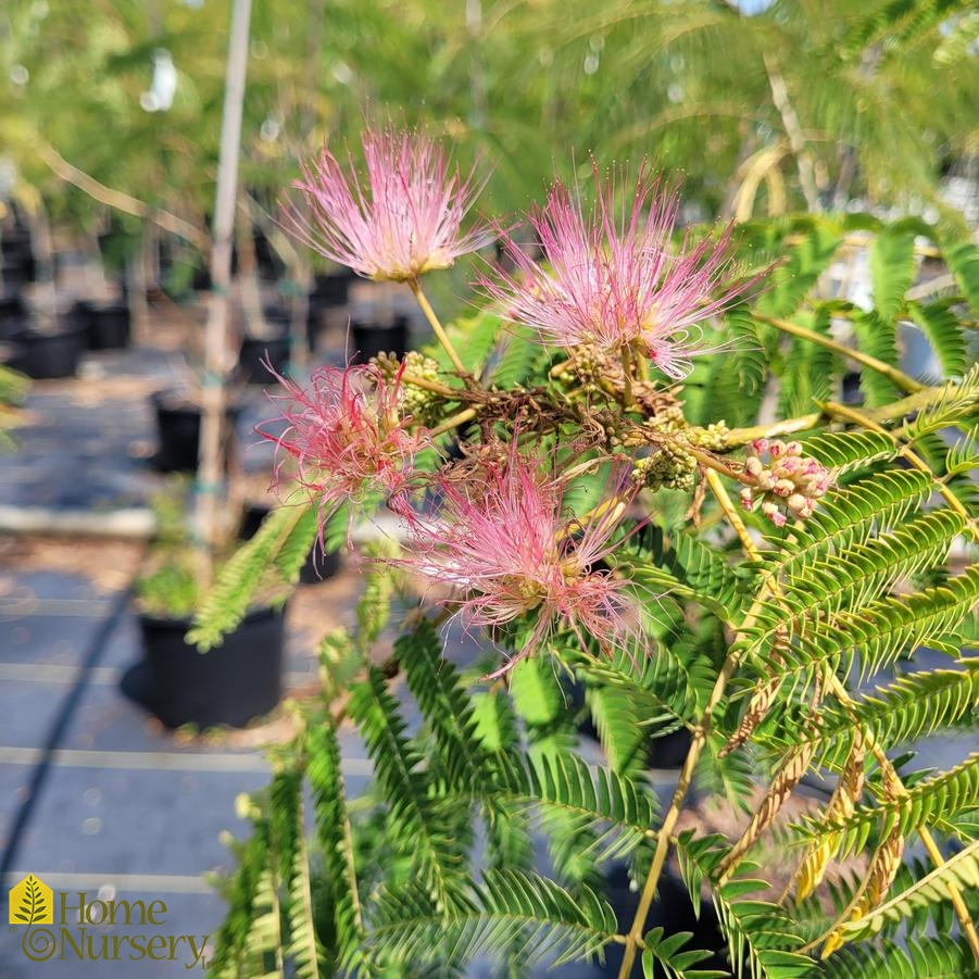 Albizia julibrissin 