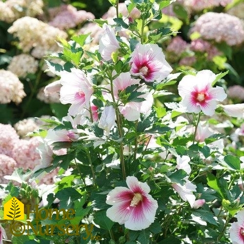 Hibiscus syriacus Paraplu Pink Ink®