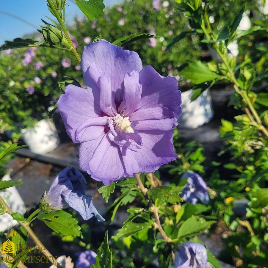 Hibiscus syriacus Blue Chiffon®