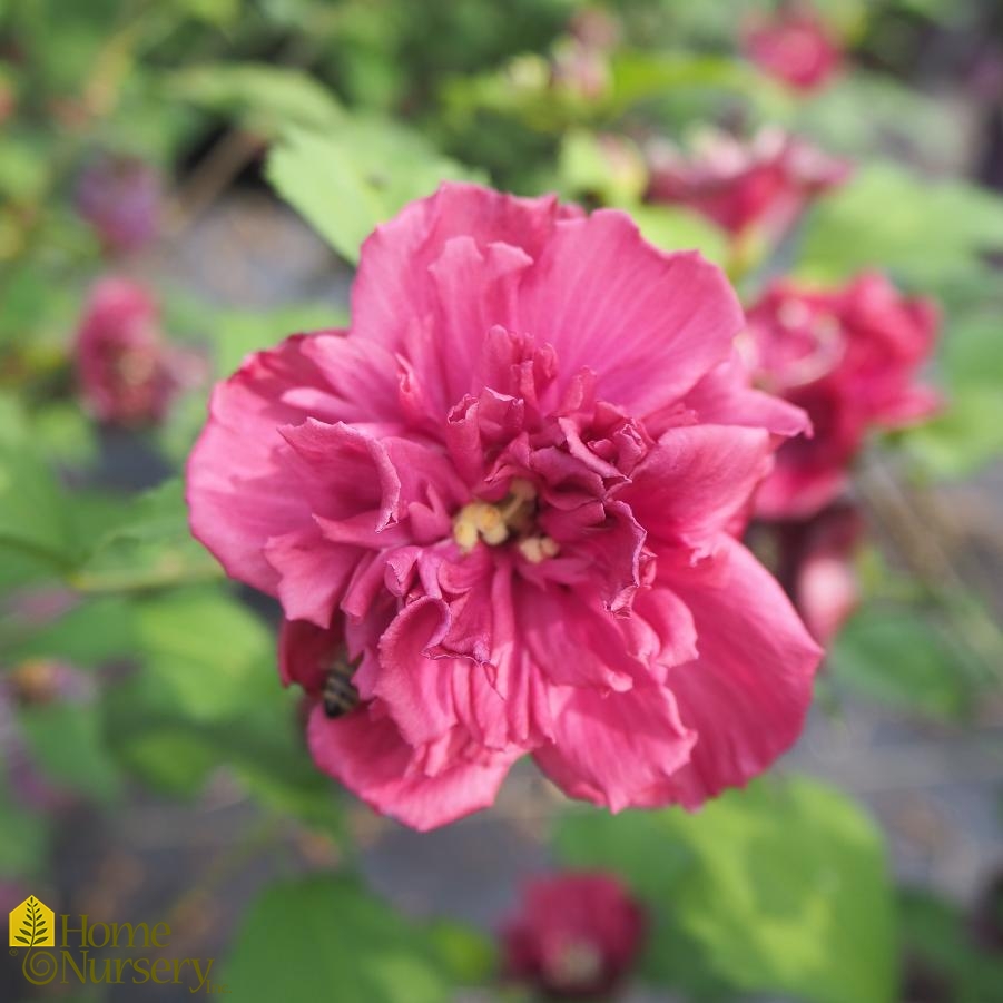 Hibiscus syriacus French Cabaret™Red