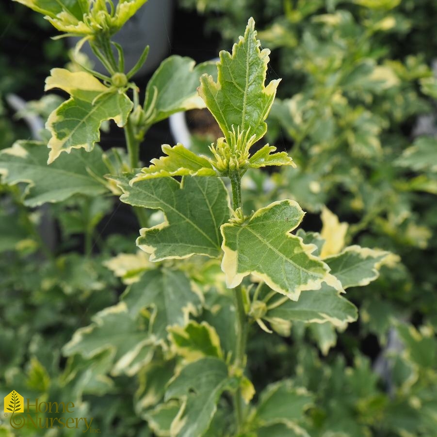 Hibiscus syriacus Sugar Tip®