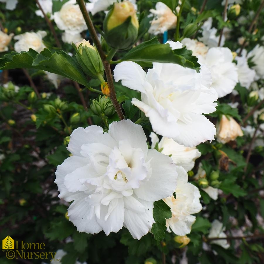 Hibiscus syriacus White double tree