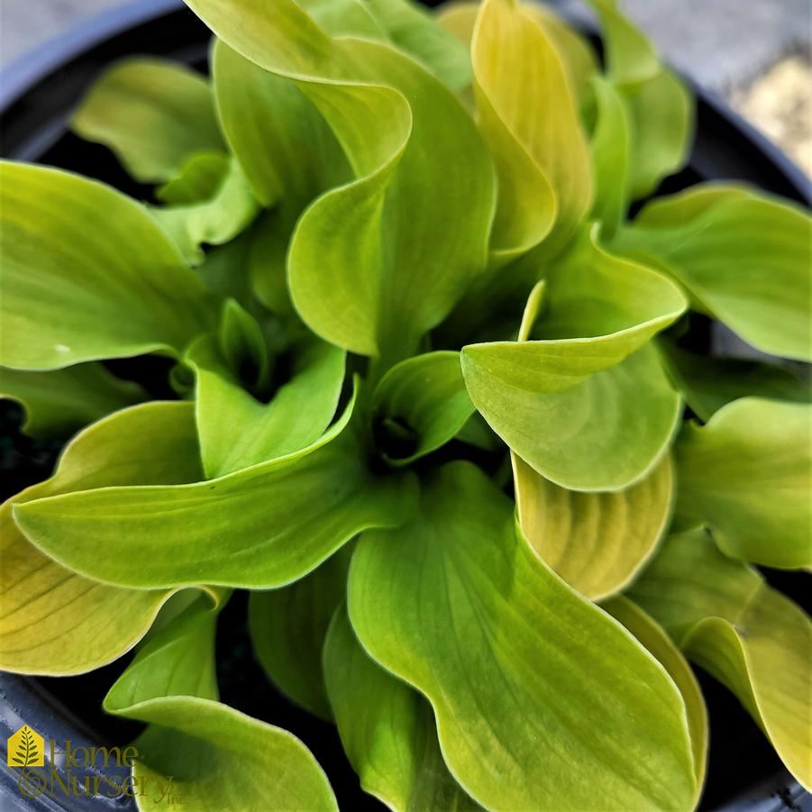 Hosta x 'Sun Mouse'