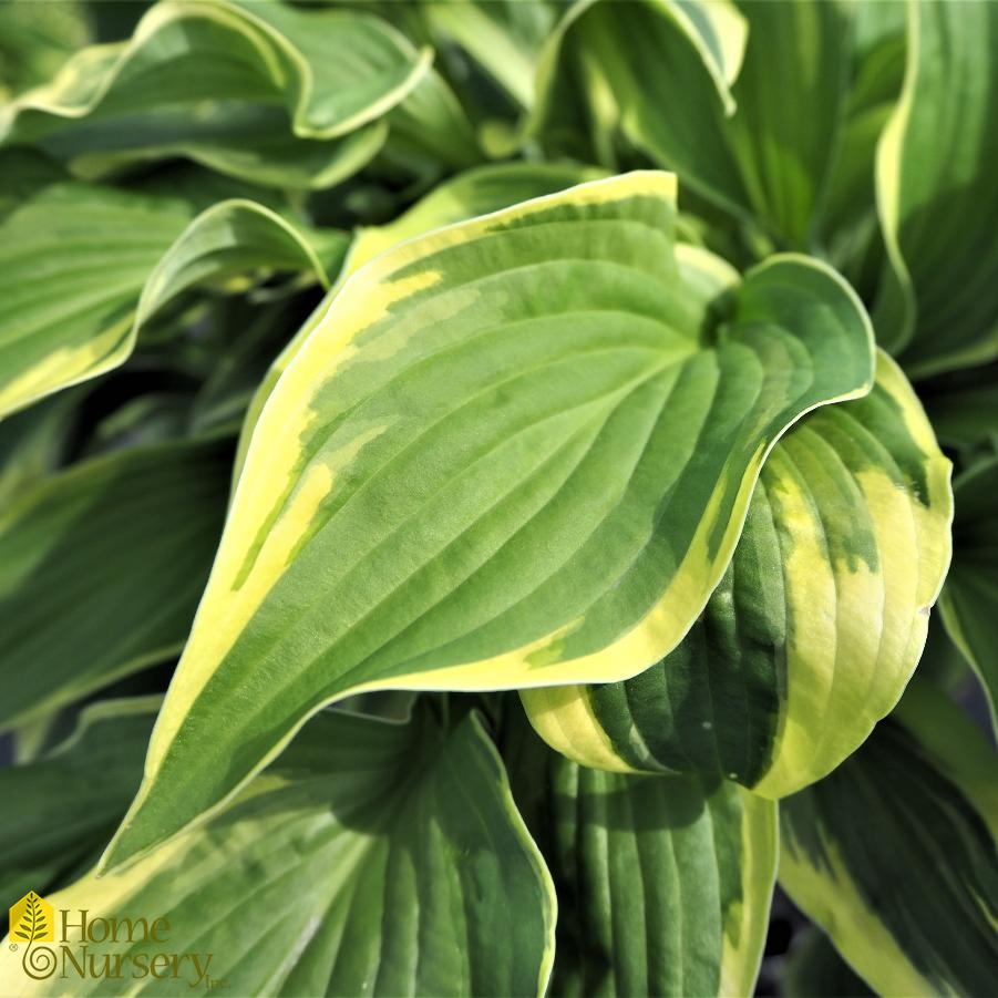 Hosta x 'Wide Brim'