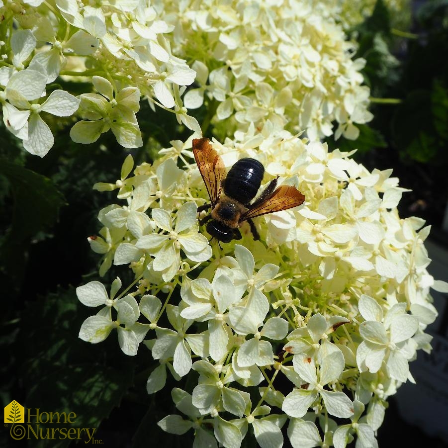 Hydrangea arborescens Invincibelle Limetta®