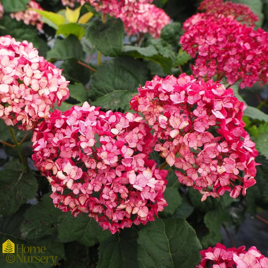 Hydrangea arborescens Invincibelle Mini Mauvette®