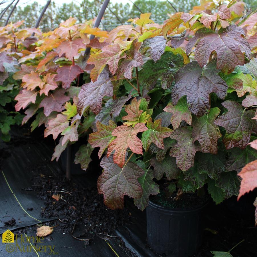 Hydrangea quercifolia 'Alice'