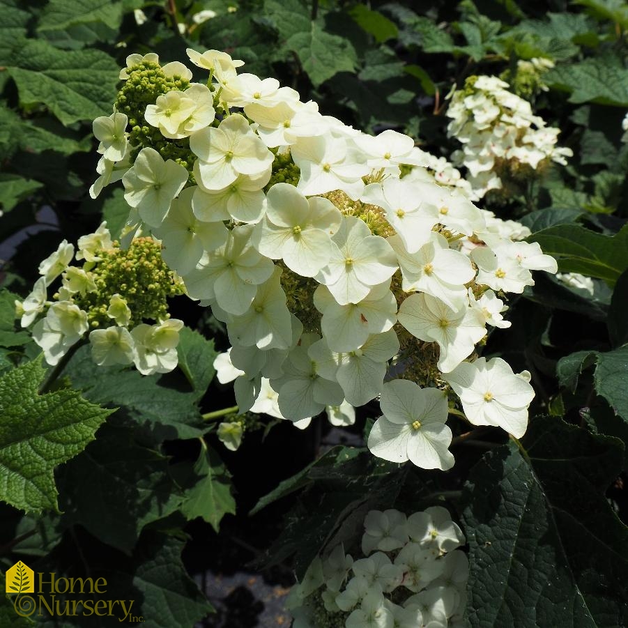 Hydrangea quercifolia 'Munchkin'