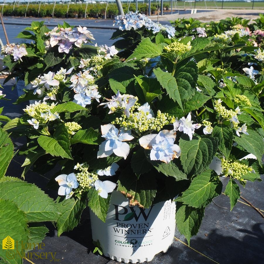 TUFF STUFF™ Mountain Hydrangea - Proven Winners ColorChoice Flowering Shrubs