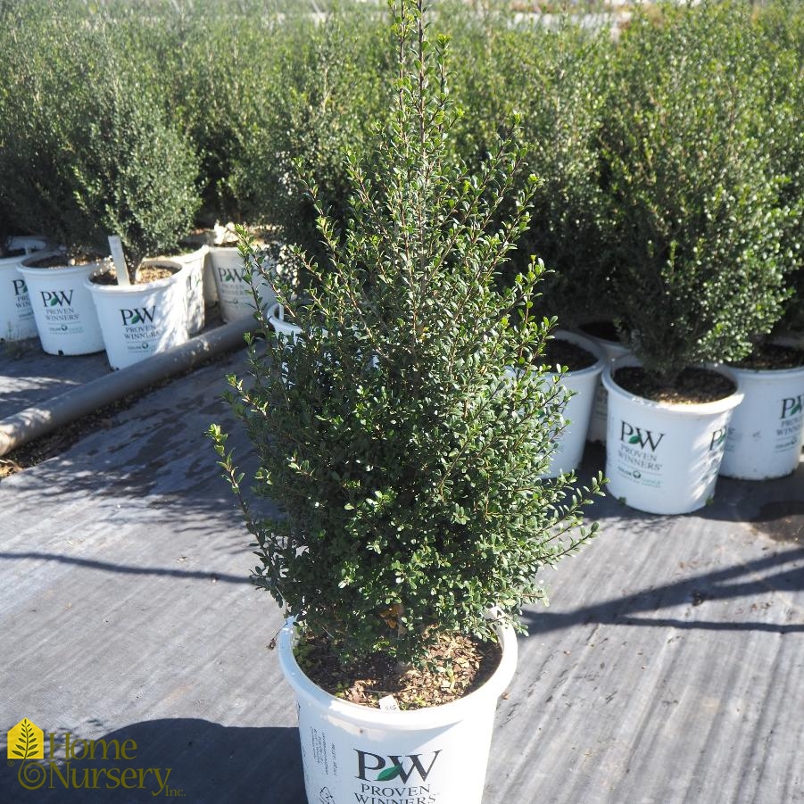 Ilex crenata Patti O Box®