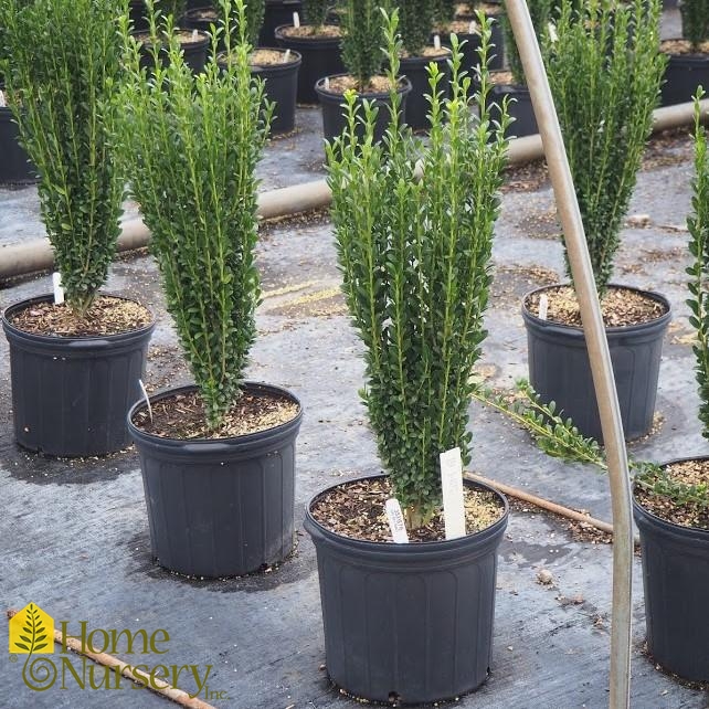 Ilex crenata 'Sky Pencil'