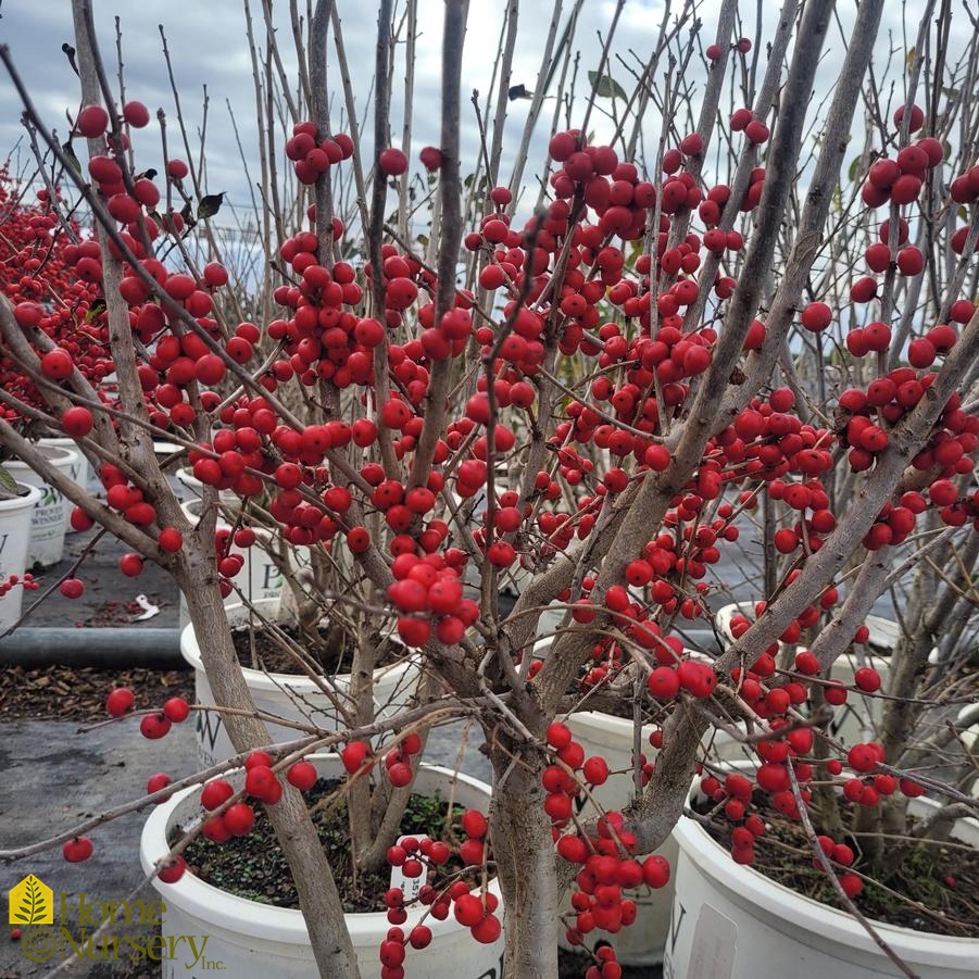 Ilex verticillata Little Goblin® Red