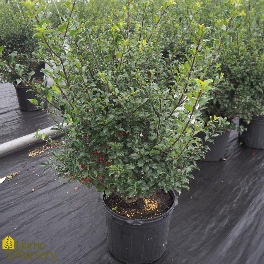 Ilex X Meserveae Blue Princess Blue Holly From Home Nursery