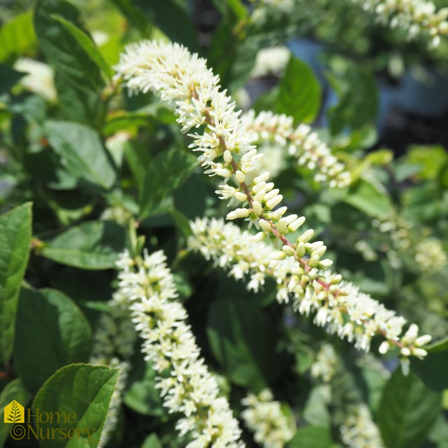 Itea virginica Scentlandia®