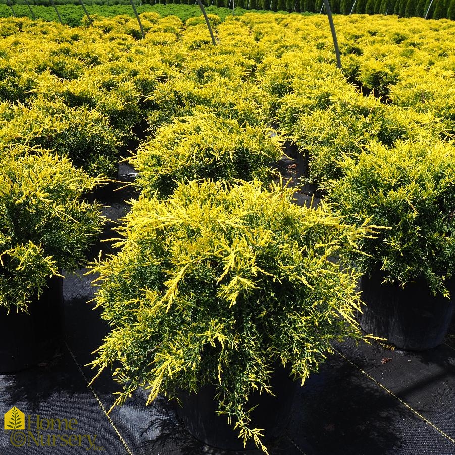 Juniperus chinensis 'Gold Lace'