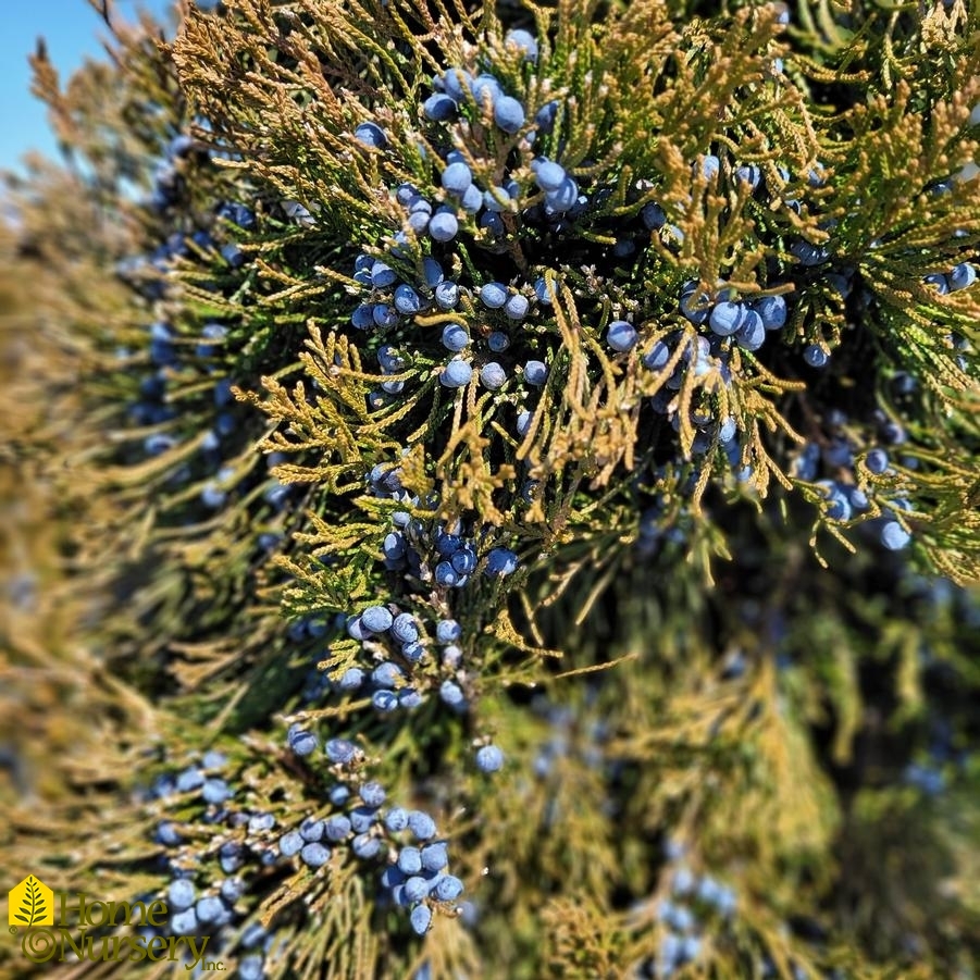 Juniperus chinensis 'Hetzii Columnaris'