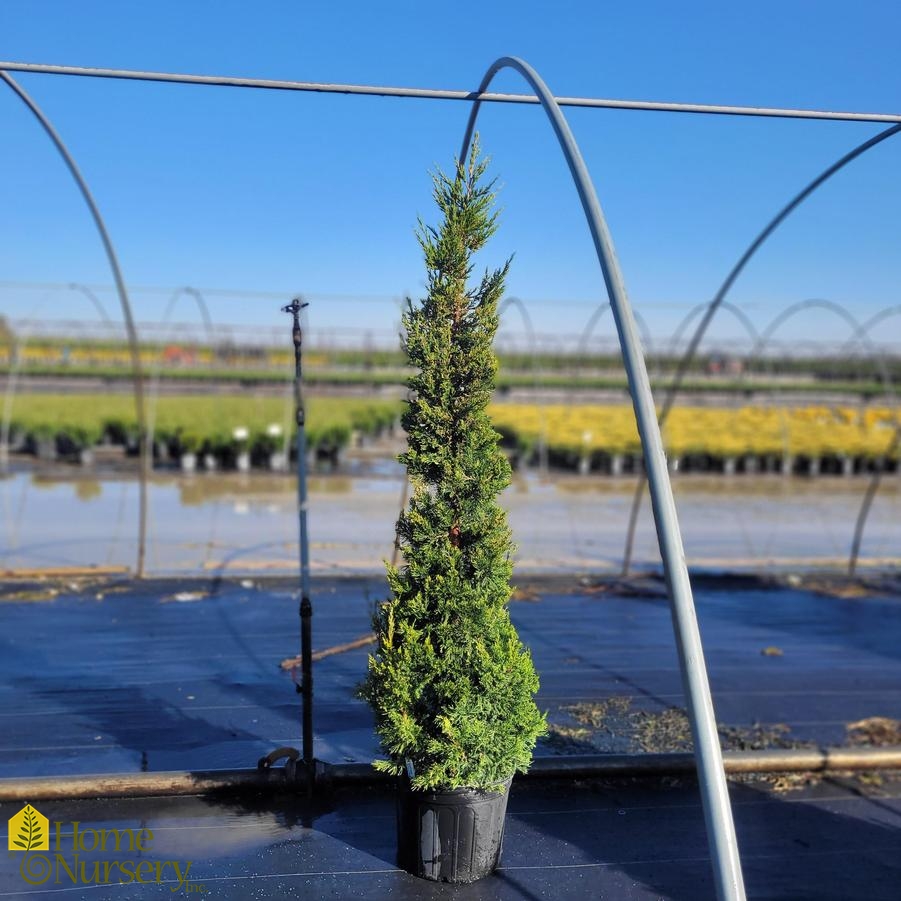 Juniperus chinensis 'Perfecta'