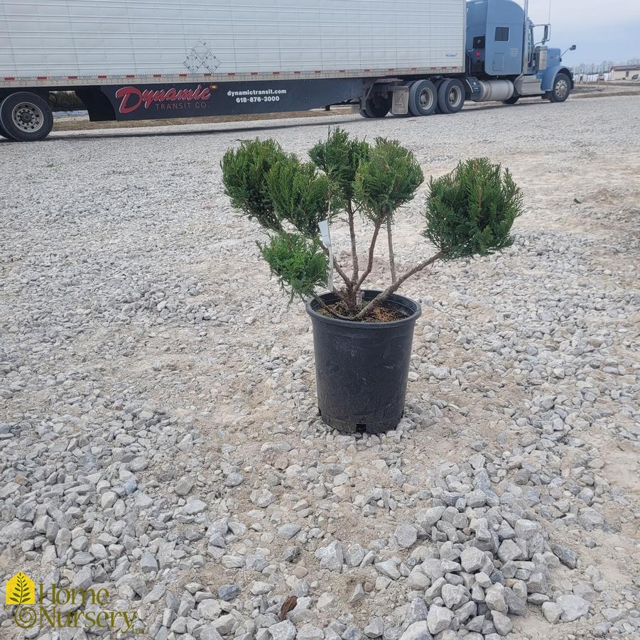 Juniperus x pfitzeriana Sea Green' Pom Pom