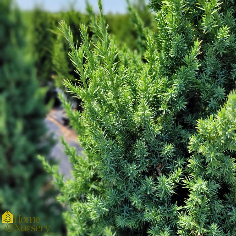 Juniperus x Star Power®