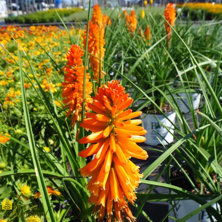 Kniphofia x Pyromania™'Orange Blaze'